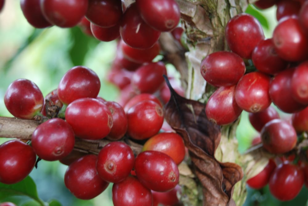Rama cargada de cerezas de café maduras