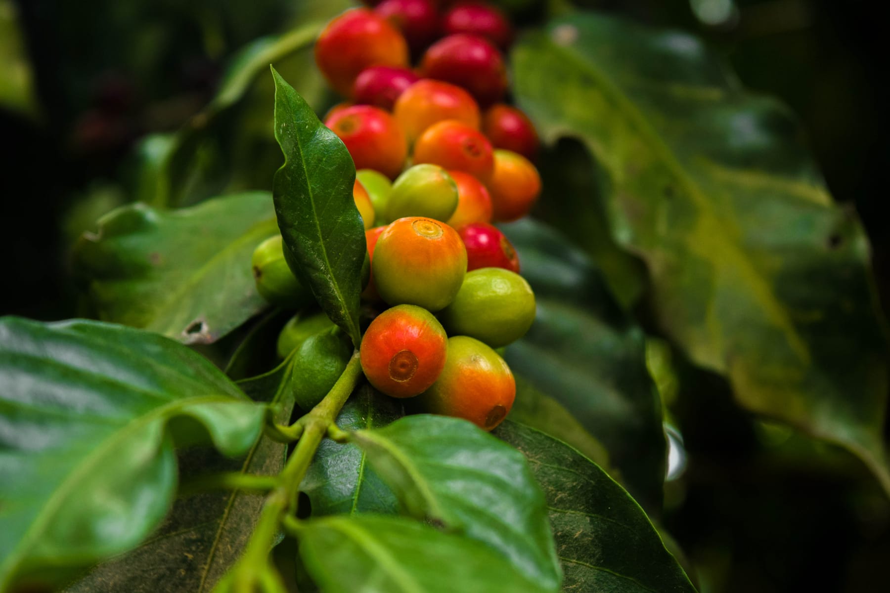Cerezas de café rojas y amarillas en la rama