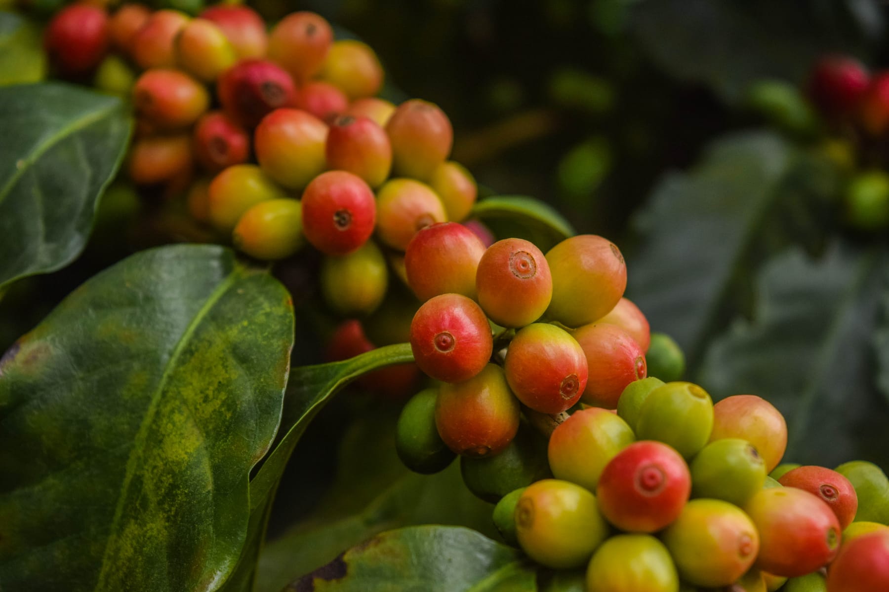 Racimo de cerezas de café madurando entre las hojas
