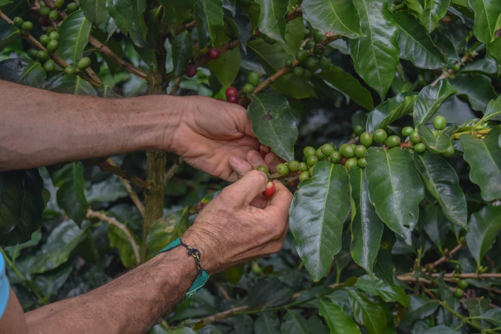 Manos de un caficultor recolectando cerezas de café una por una