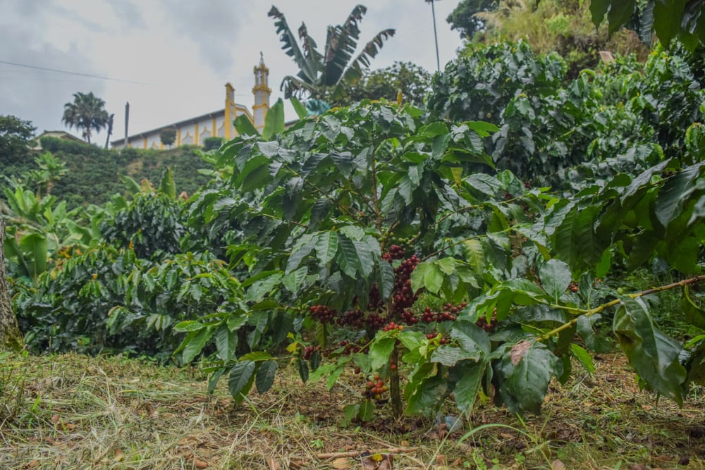 Cafetal en ladera, con el pueblo y su iglesia al fondo
