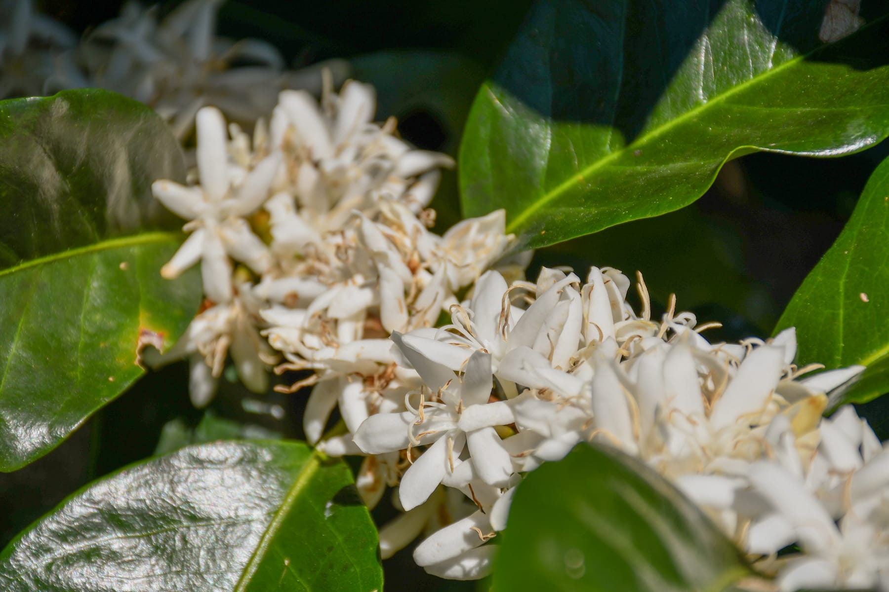 Flor de café abierta, blanca, entre las hojas del arbusto