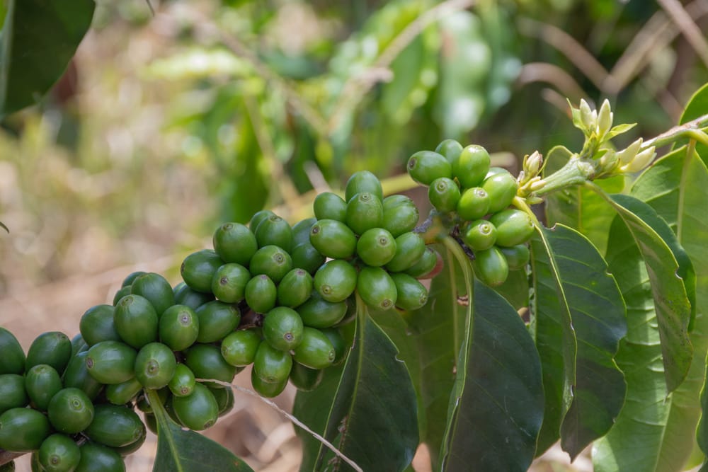 Racimo apretado de cerezas de café verdes