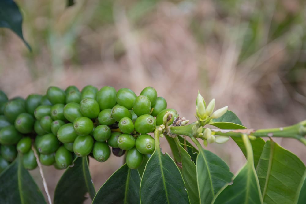 Detalle de cerezas de café verdes en la rama