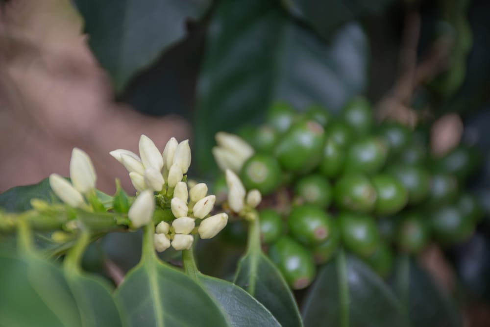 Flores de café y cerezas verdes en la misma rama