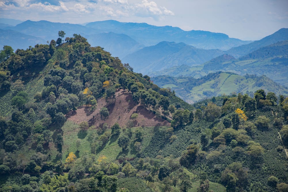 Montañas del suroeste antioqueño cubiertas de cafetales