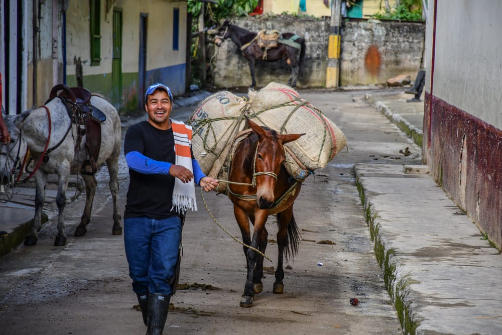 Arriero con dos mulas cargadas de bultos de café en una calle del pueblo