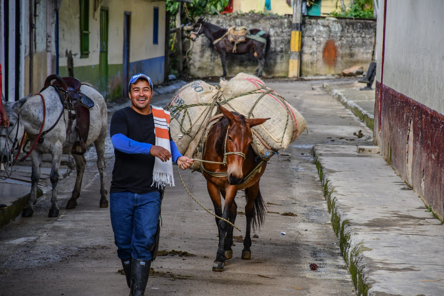 Arriero con dos mulas cargadas de bultos de café en una calle del pueblo