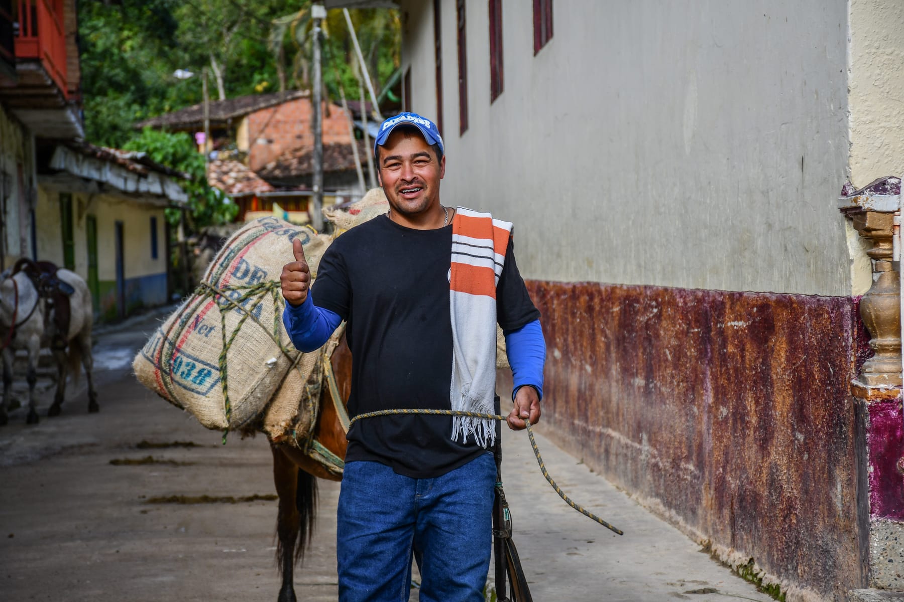 Caficultor llevando una mula cargada con bultos de café