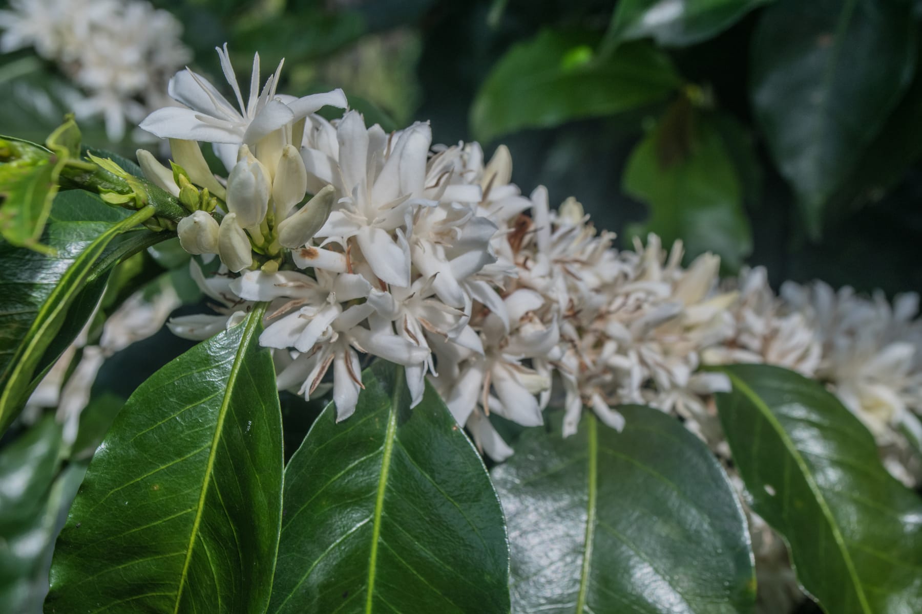 Rama de café en plena floración