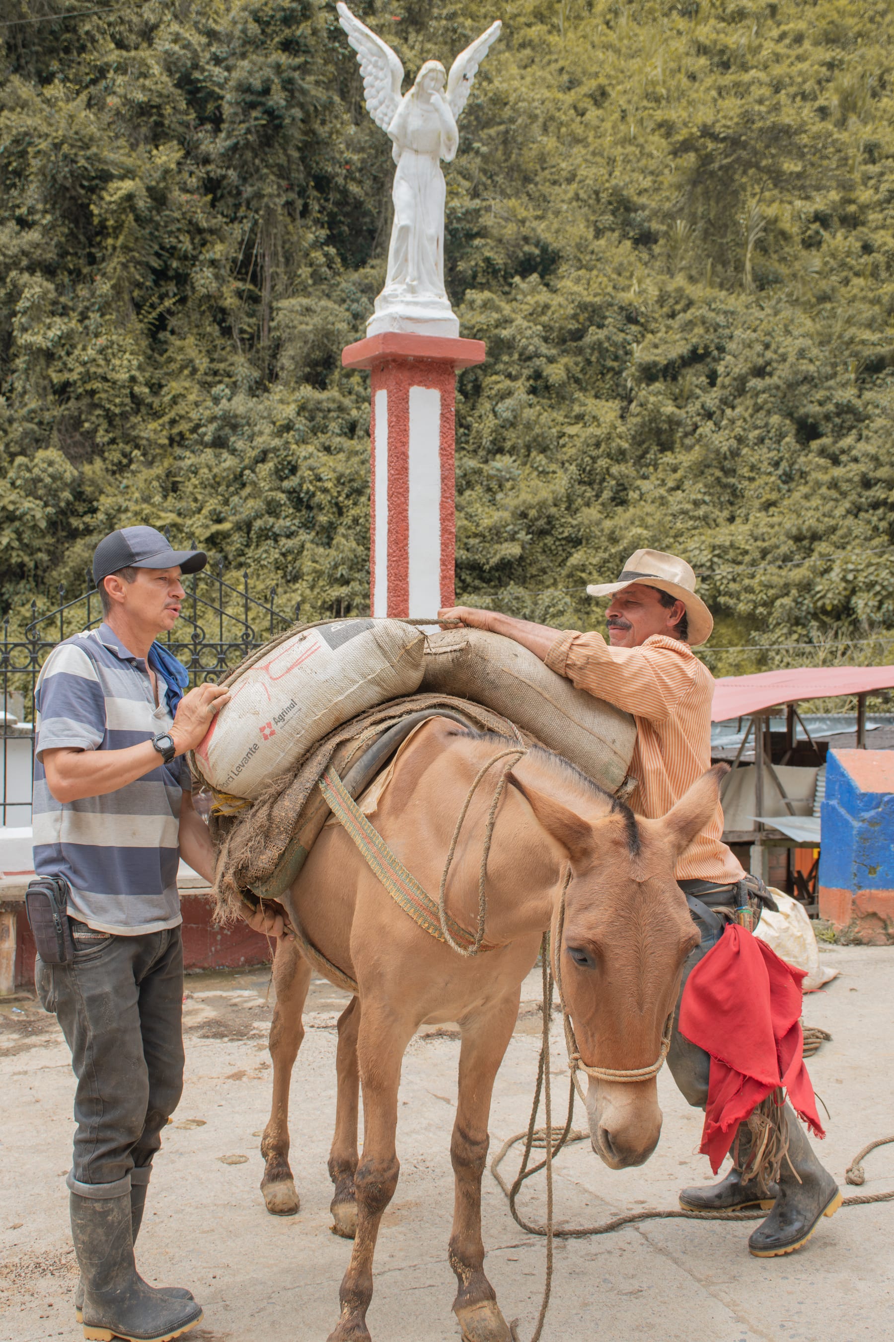 Dos caficultores acomodando los bultos de café sobre una mula