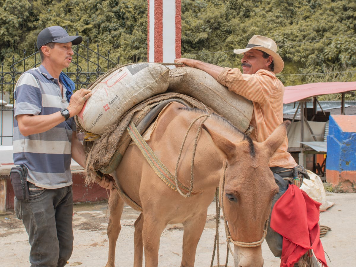 Dos caficultores acomodando los bultos de café sobre una mula